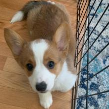 Puppies for sale , pembroke welsh corgi - Poland, Poznan