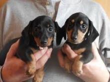 Puppies for sale dachshund - Denmark, Kopenagen