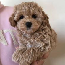 Puppies for sale other breed, maltipoo puppies - Estonia, Tartu