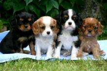 Puppies for sale king charles spaniel - Estonia, Tartu