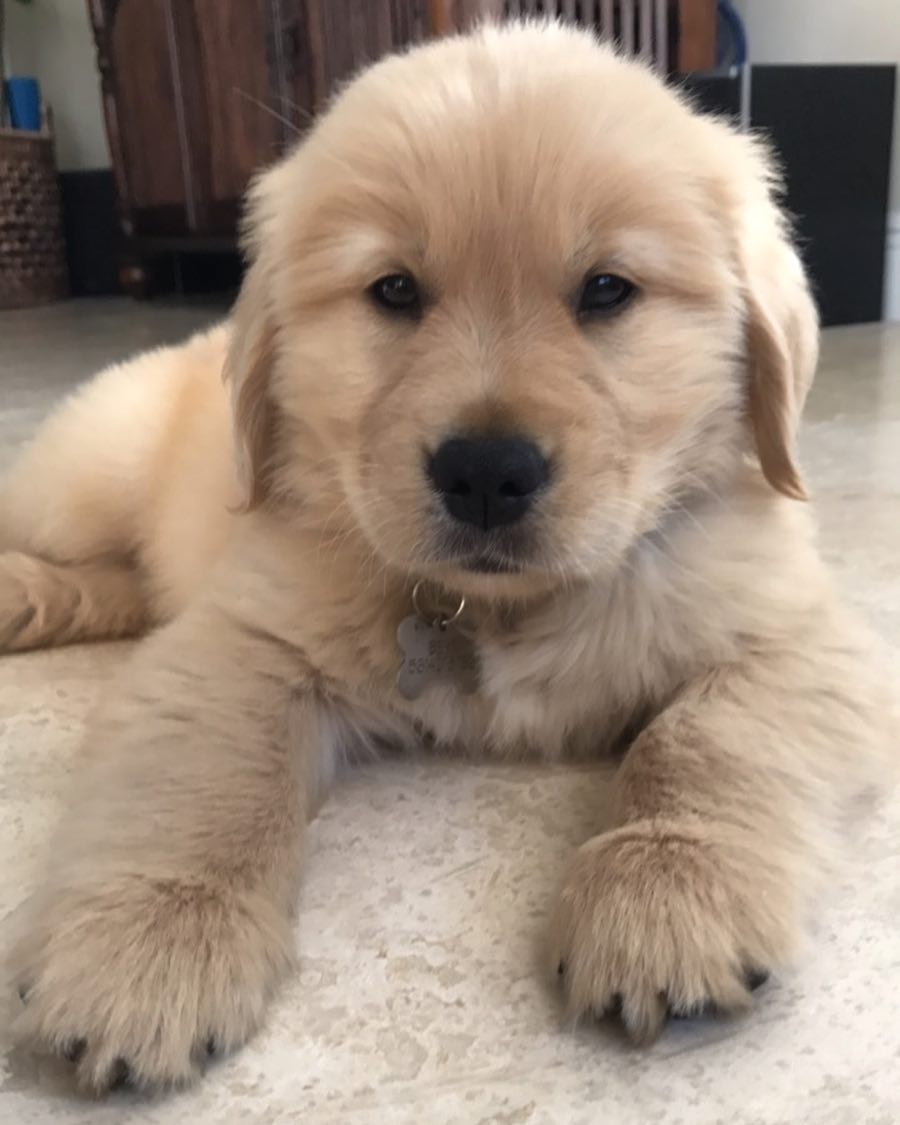 Puppies for sale golden retriever - Italy, Genoa