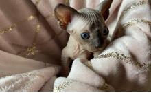 Puppies for sale , sphynx kitten - Armenia, Armenia