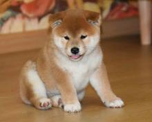 Puppies for sale , shiba inu - Germany, Frankfurt
