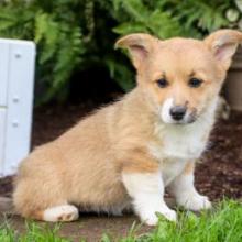 Puppies for sale , welsh corgi, pembroke - Lithuania, Klaipeda