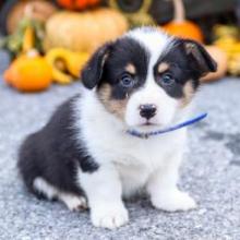 Puppies for sale , welsh corgi, pembroke - Uzbekistan, 