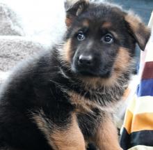 Puppies for sale german shepherd dog - Sweden, Stockholm. Price 150 €