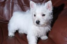 Puppies for sale west highland white terrier - Germany, Frankfurt