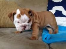 Puppies for sale english bulldog - Austria, Vienna