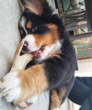Puppies for sale bernese mountain dog - Ireland, CASHEL