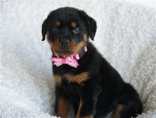 Puppies for sale rottweiler - Germany, Frankfurt