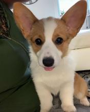 Puppies for sale , pembroke welsh corgi - France, Paris