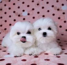 Puppies for sale maltese - Ireland, Dublin