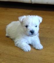 Puppies for sale west highland white terrier - Germany, Stuttgart