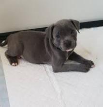 Puppies for sale staffordshire bull terrier - Austria, Vienna. Price 11 €