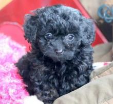 Puppies for sale toy-poodle - Netherlands, Amsterdam. Price 10 $