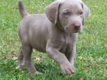 Puppies for sale weimaraner - United Kingdom, Darlington. Price 10 €