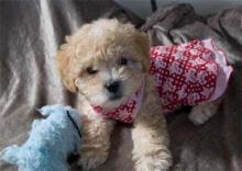 Puppies for sale , maltipoo   - Poland, Warsaw