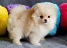 Puppies for sale , pomeranian - Ireland, Dublin