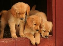 Puppies for sale golden retriever - Estonia, Pya