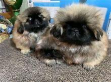 Puppies for sale pekinese - Ireland, Dublin. Price 11 €