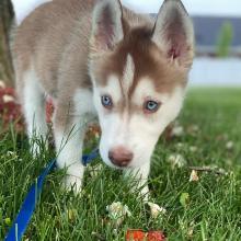 Puppies for sale haski - Belarus, Mogilev