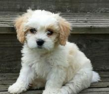 Puppies for sale , cavachon - Latvia, Riga. Price 10 €