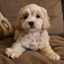 Puppies for sale , cockapoo puppies - Germany, 