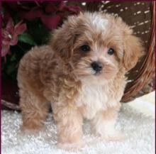 Puppies for sale , maltipoo   - Latvia, Riga