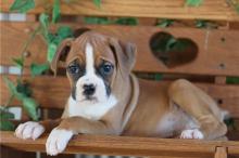 Puppies for sale boxer - Cyprus, Limassol