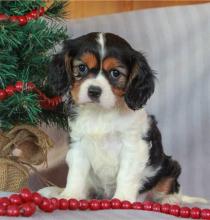 Puppies for sale king charles spaniel - Denmark, Kopenagen