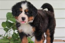 Puppies for sale bernese mountain dog - Denmark, Kopenagen