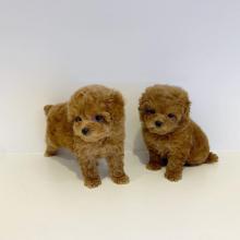 Puppies for sale toy-poodle - Ireland, Dublin