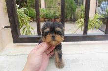 Puppies for sale yorkshire terrier - Denmark, Kopenagen