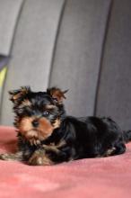 Puppies for sale yorkshire terrier - Poland, Warsaw