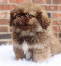 Puppies for sale pekinese - Czech Republic, Prague