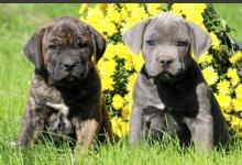 Puppies for sale italian corso dog - Estonia, Tartu