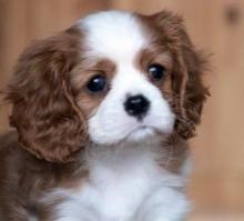 Puppies for sale king charles spaniel - Greece, Athens