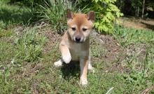 Puppies for sale other breed, shiba inu - Cyprus, Nicosia