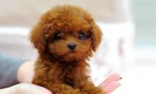 Puppies for sale poodle - Denmark, Kopenagen