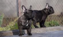 Dogs  free french bulldog - Netherlands, Bergen aan Zee