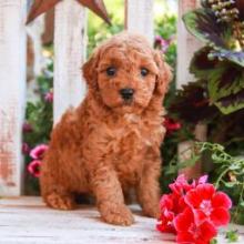 Puppies for sale , cockapoo - United Kingdom, Stonehaven