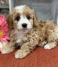 Puppies for sale , cavapoo puppies - Sweden, 