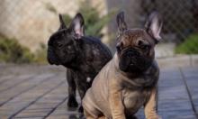 Dogs  free french bulldog - Netherlands, Voorburg