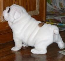 Puppies for sale english bulldog - Latvia, Ludza