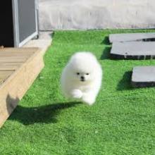 Puppies for sale pomeranian spitz - United Kingdom, Kilmarnock