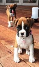 Puppies for sale boxer - Malta, Valletta. Price 12 €