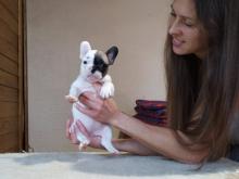 Dogs  free french bulldog, french bulldog - Netherlands, Hemstede