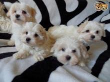 Puppies for sale , bolognese - Slovakia, Hradec Kralove