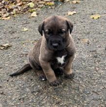 Puppies for sale irish wolfhound - Ireland, Dublin