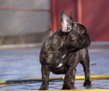 Dogs  free french bulldog - Netherlands, Hurley